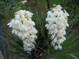 Bir-birlərinə uyğun yaradılan canlılar