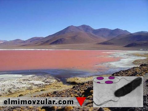 Yüksək duzluluğa qarşı dayanıqlılıq