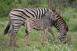 Zebraların bəzi xüsusiyyətləri