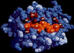 Zülalların suda  sintezlənməsi  problemi və foks təcrübəsi